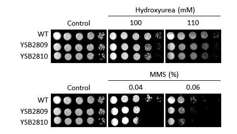 Genotoxic stress phenotype for CNAG_04821T0