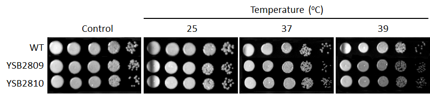 Growth phenotype for CNAG_04821T0