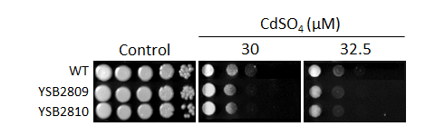 Heavy metal stress phenotype for CNAG_04821T0