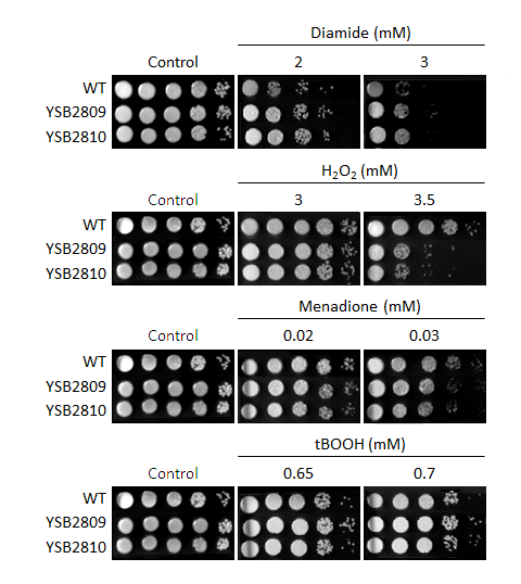 Oxidative stress phenotype for CNAG_04821T0