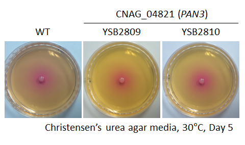 Urease phenotype for CNAG_04821T0