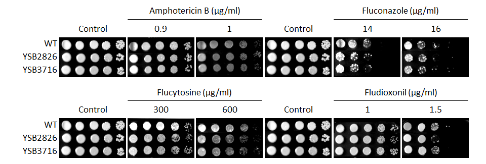 Antifungal drug susceptibility for CNAG_04927T0