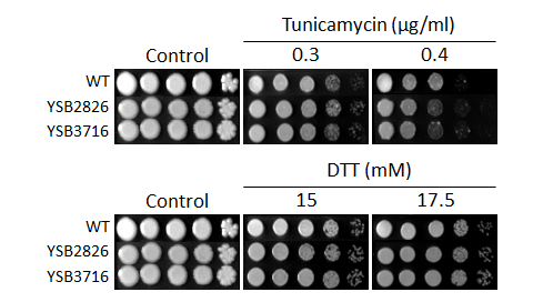 ER stress phenotype for CNAG_04927T0