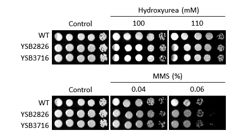 Genotoxic stress phenotype for CNAG_04927T0