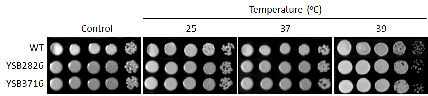 Growth phenotype for CNAG_04927T0