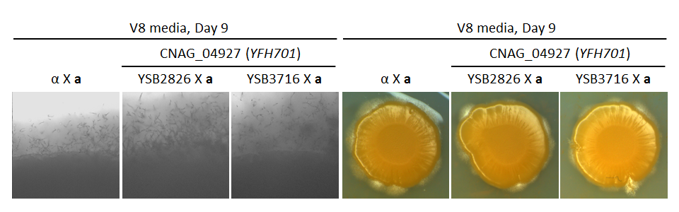 Growth phenotype for CNAG_04927T0