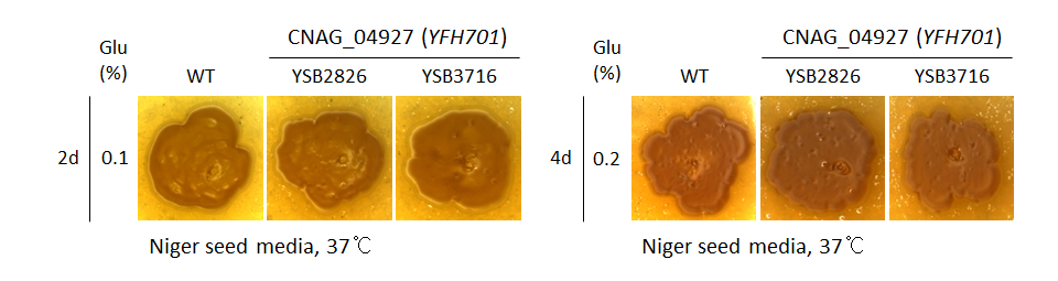 Melanin phenotype for CNAG_04927T0