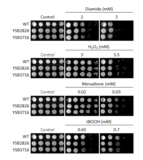 Oxidative stress phenotype for CNAG_04927T0