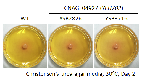 Urease phenotype for CNAG_04927T0