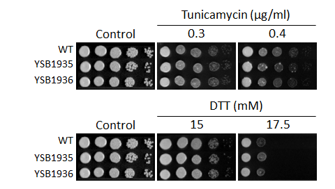 ER stress phenotype for CNAG_05005T0