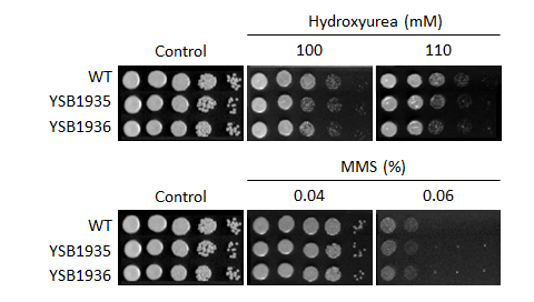 Genotoxic stress phenotype for CNAG_05005T0