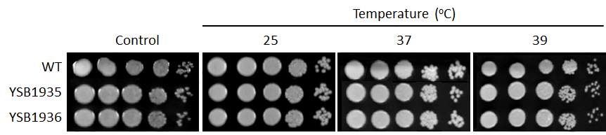 Growth phenotype for CNAG_05005T0