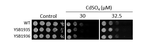 Heavy metal stress phenotype for CNAG_05005T0