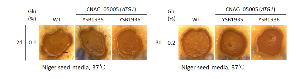 Melanin phenotype for CNAG_05005T0