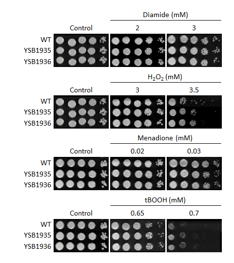 Oxidative stress phenotype for CNAG_05005T0