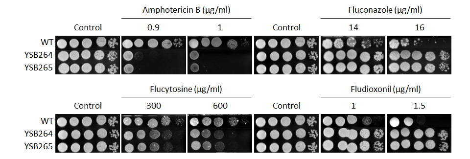 Antifungal drug susceptibility for CNAG_05063T0
