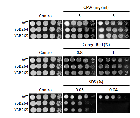 Cell wall stress phenotype for CNAG_05063T0