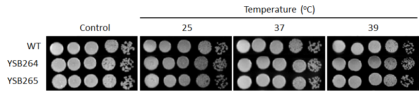 Growth phenotype for CNAG_05063T0