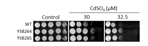 Heavy metal stress phenotype for CNAG_05063T0