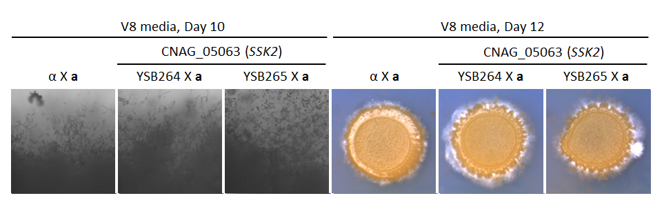 Growth phenotype for CNAG_05063T0