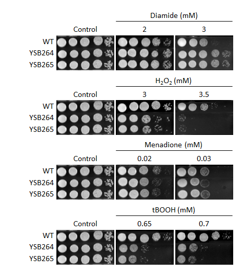 Oxidative stress phenotype for CNAG_05063T0
