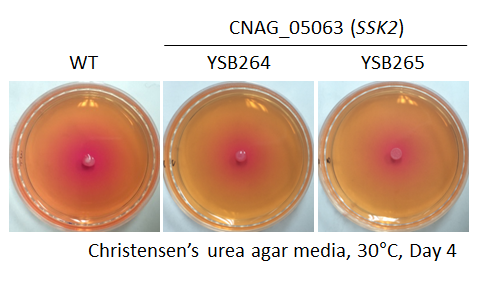 Urease phenotype for CNAG_05063T0