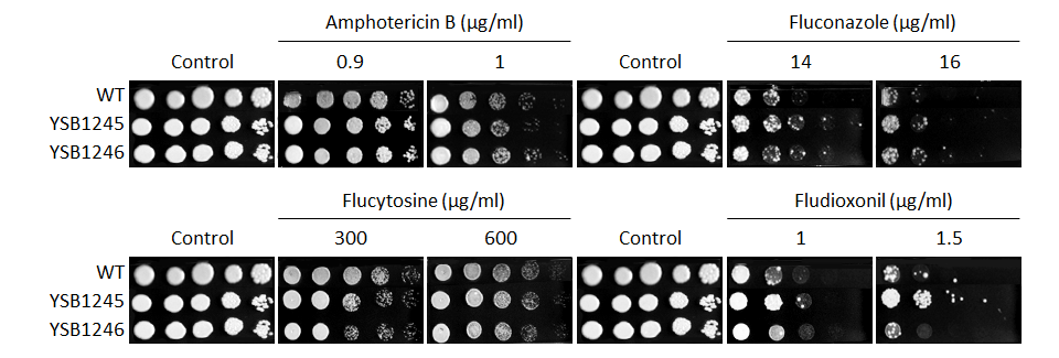 Antifungal drug susceptibility for CNAG_05097T0