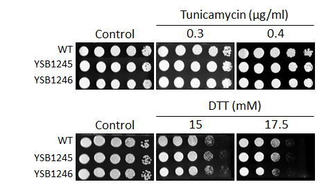 ER stress phenotype for CNAG_05097T0