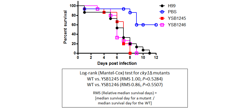 Galleria mellonella virulence data for CNAG_05097T0