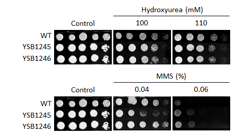Genotoxic stress phenotype for CNAG_05097T0
