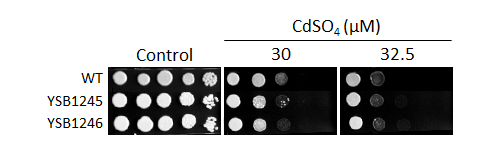 Heavy metal stress phenotype for CNAG_05097T0
