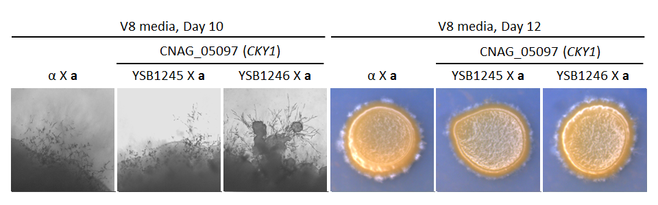 Growth phenotype for CNAG_05097T0
