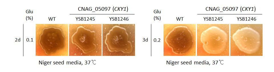 Melanin phenotype for CNAG_05097T0