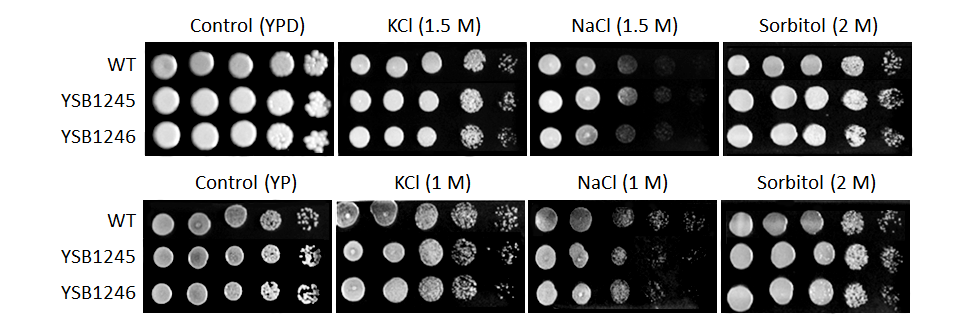 Osmotic stress phenotype for CNAG_05097T0