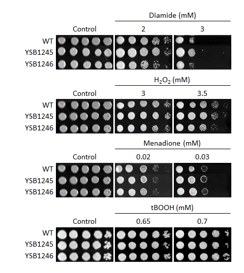 Oxidative stress phenotype for CNAG_05097T0