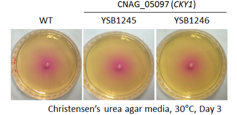 Urease phenotype for CNAG_05097T0