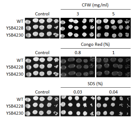 Cell wall stress phenotype for CNAG_05104T0