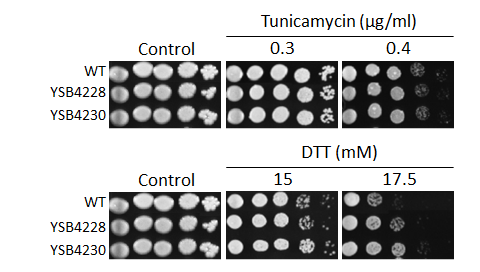 ER stress phenotype for CNAG_05104T0