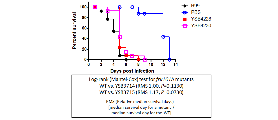 Galleria mellonella virulence data for CNAG_05104T0