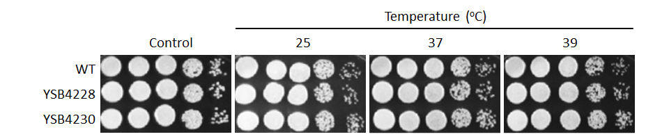 Growth phenotype for CNAG_05104T0