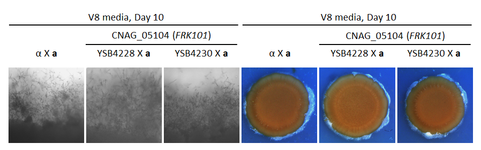 Growth phenotype for CNAG_05104T0