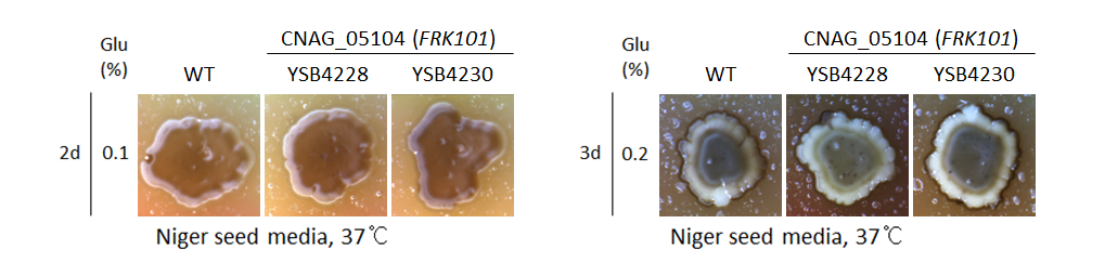 Melanin phenotype for CNAG_05104T0