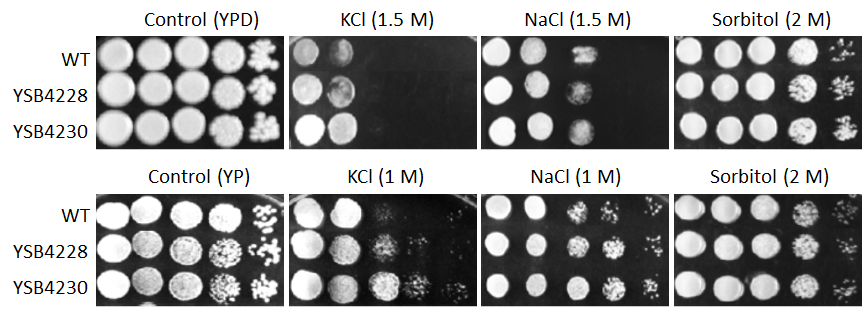 Osmotic stress phenotype for CNAG_05104T0