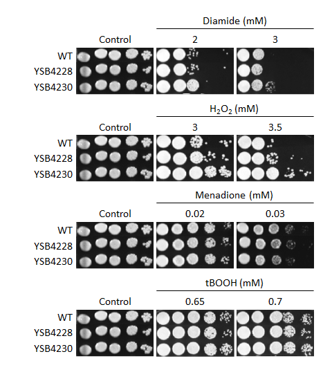Oxidative stress phenotype for CNAG_05104T0
