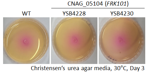 Urease phenotype for CNAG_05104T0