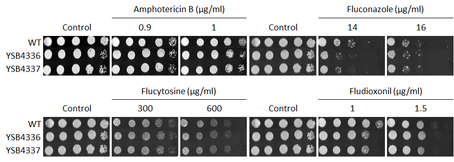 Antifungal drug susceptibility for CNAG_05200T0