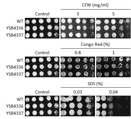 Cell wall stress phenotype for CNAG_05200T0
