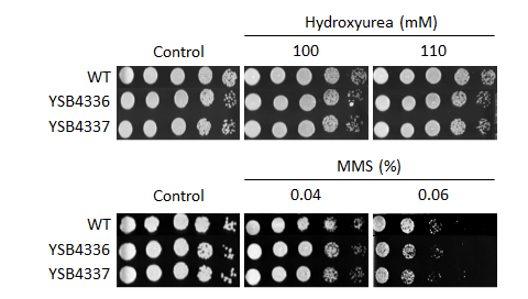 Genotoxic stress phenotype for CNAG_05200T0
