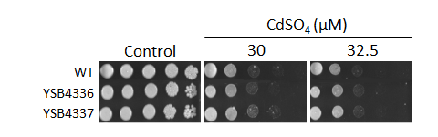 Heavy metal stress phenotype for CNAG_05200T0