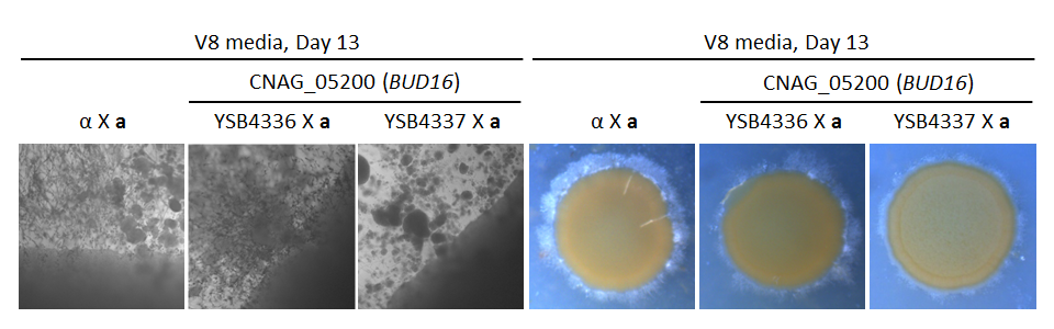 Growth phenotype for CNAG_05200T0